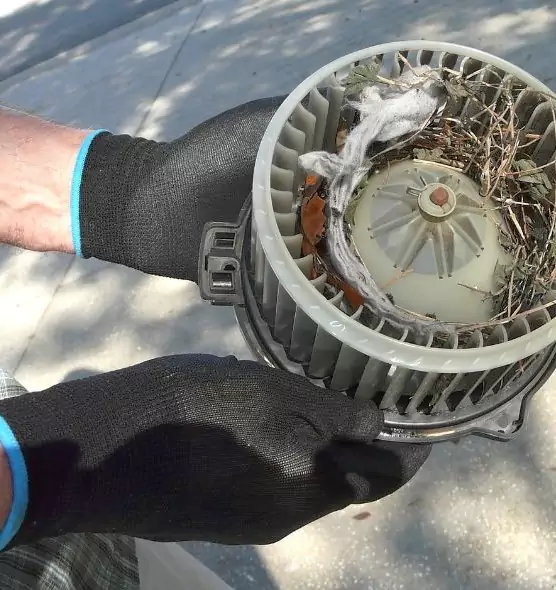 About Air Duct Mice Removal in Nacogdoches, TX